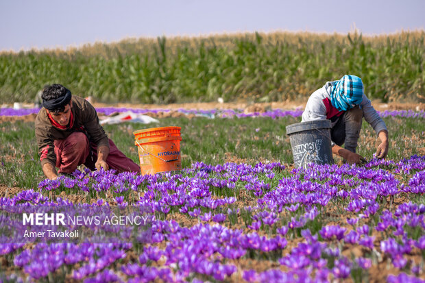 رونق طلای سرخ در مازندران؛ برداشت زعفران شروع شد