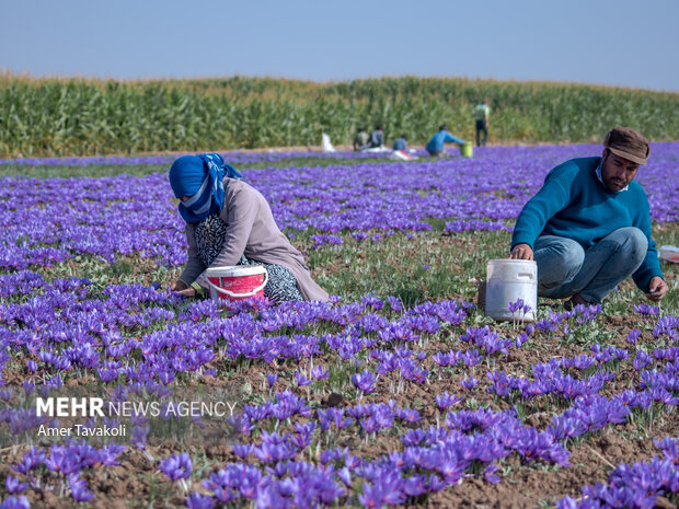 رونق طلای سرخ در مازندران؛ برداشت زعفران شروع شد