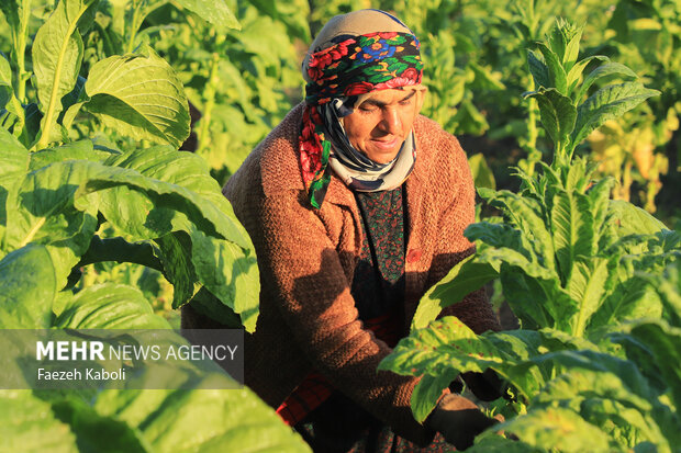 Harvesting tobacco from Golestan fields
