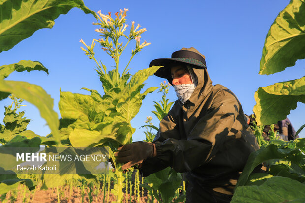 Harvesting tobacco from Golestan fields
