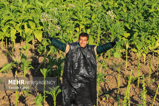 برداشت توتون از مزارع استان گلستان