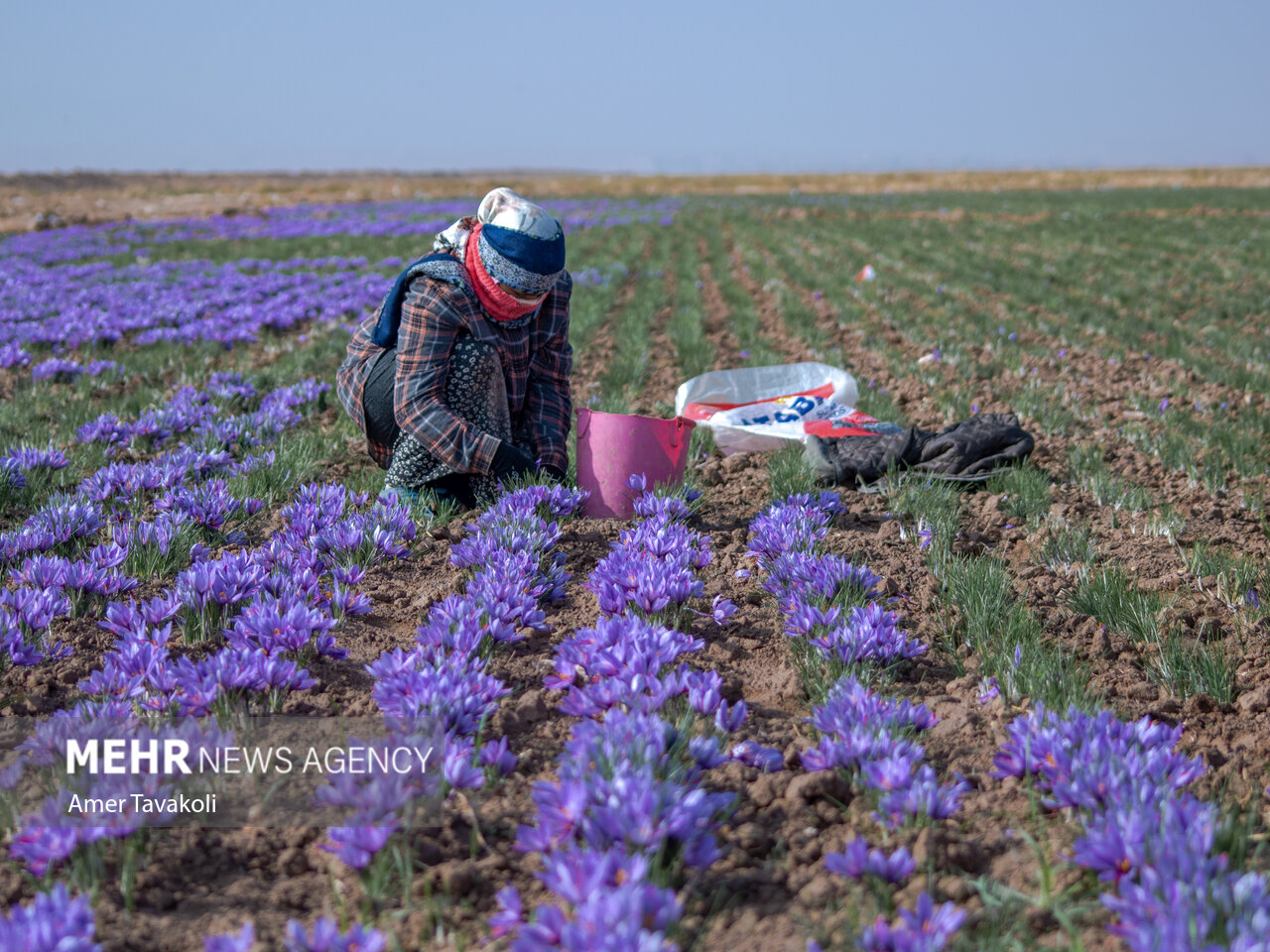 دلالان؛ پادشاهان قیمتگذاری زعفران