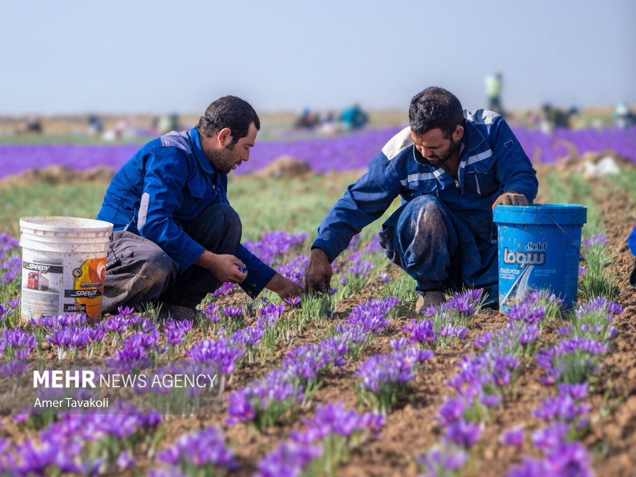 دلالان؛ پادشاهان قیمتگذاری زعفران