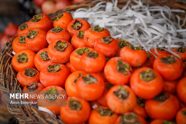 برداشت خرمالو در سطح ۹۰ هکتار از باغات استان قزوین آغاز شد