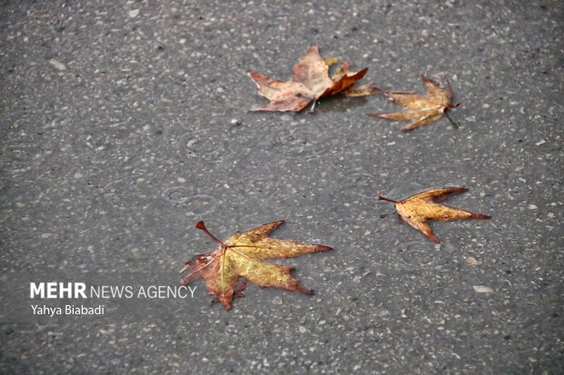 خزان بیبرفوباران/ زمستان کمکاری پاییز را جبران میکند؟