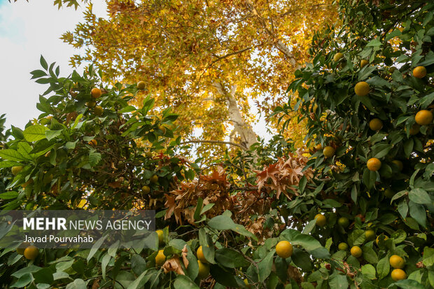 پاییز هفت رنگ شیراز