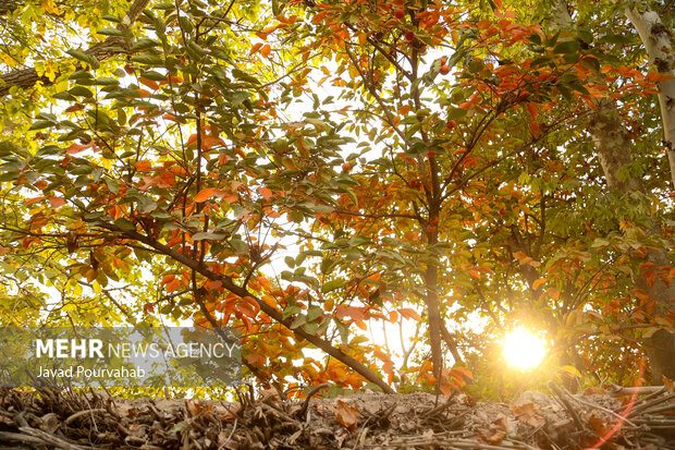 پاییز هزار رنگ جاده چالوس و بخش آسارا