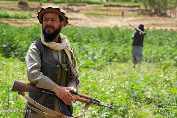 From opium fields to agricultural innovation: Afghanistan's journey towards a drug-free economy