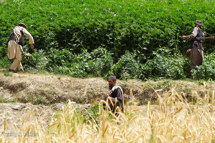 From opium fields to agricultural innovation: Afghanistan's journey towards a drug-free economy