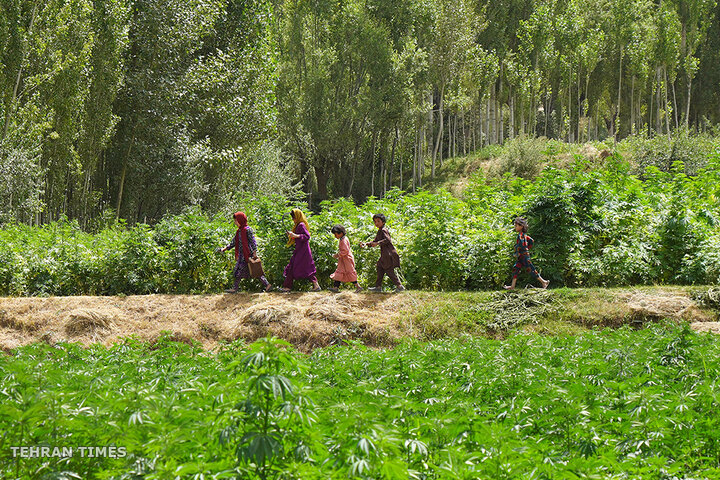 From opium fields to agricultural innovation: Afghanistan's journey towards a drug-free economy