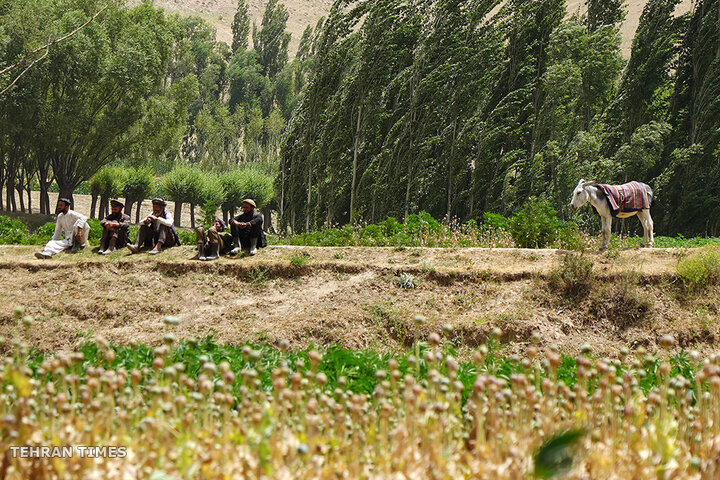 From opium fields to agricultural innovation: Afghanistan's journey towards a drug-free economy