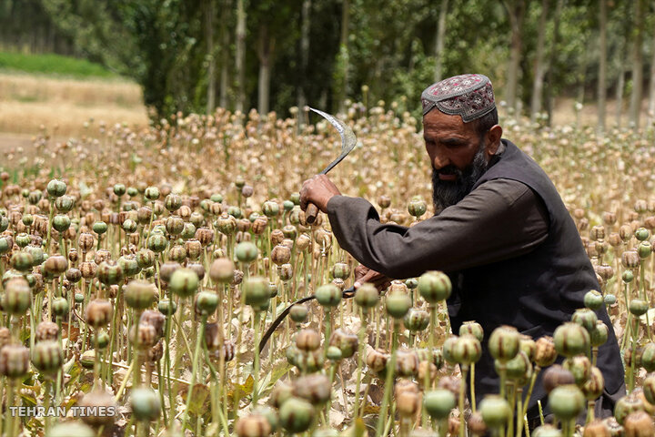 From opium fields to agricultural innovation: Afghanistan's journey towards a drug-free economy