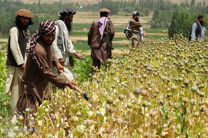 From opium fields to agricultural innovation: Afghanistan's journey towards a drug-free economy