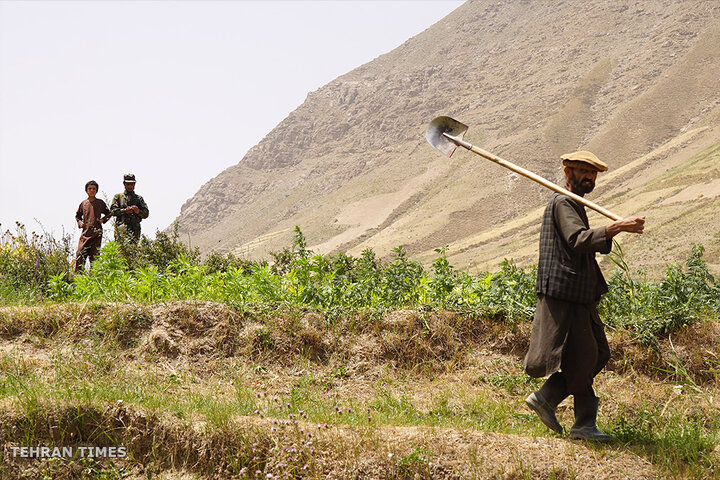 From opium fields to agricultural innovation: Afghanistan's journey towards a drug-free economy
