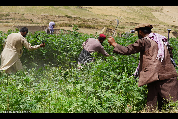 From opium fields to agricultural innovation: Afghanistan's journey towards a drug-free economy