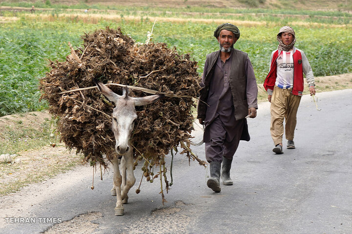 From opium fields to agricultural innovation: Afghanistan's journey towards a drug-free economy