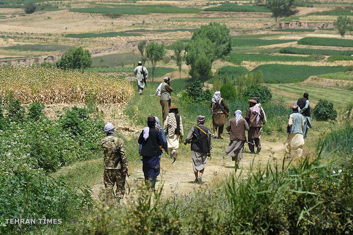 From opium fields to agricultural innovation: Afghanistan's journey towards a drug-free economy