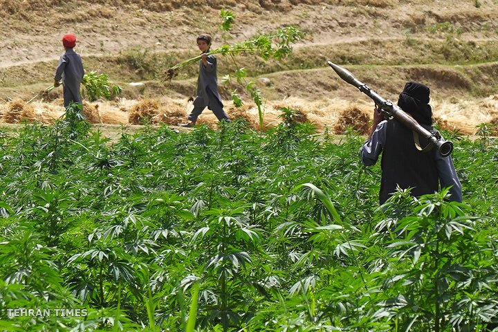 From opium fields to agricultural innovation: Afghanistan's journey towards a drug-free economy
