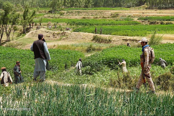 From opium fields to agricultural innovation: Afghanistan's journey towards a drug-free economy