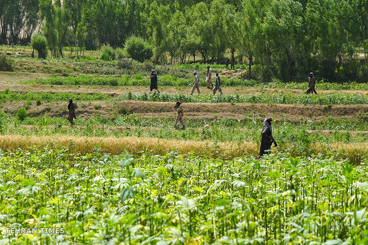 From opium fields to agricultural innovation: Afghanistan's journey towards a drug-free economy