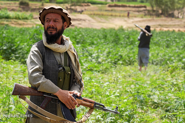 From opium fields to agricultural innovation: Afghanistan's journey towards a drug-free economy
