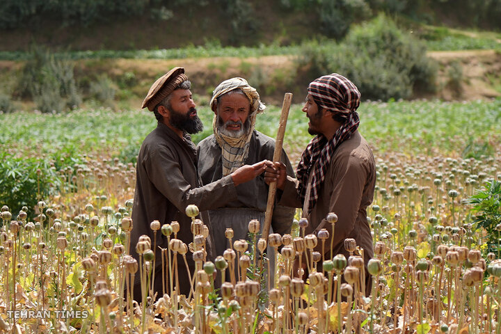 From opium fields to agricultural innovation: Afghanistan's journey towards a drug-free economy