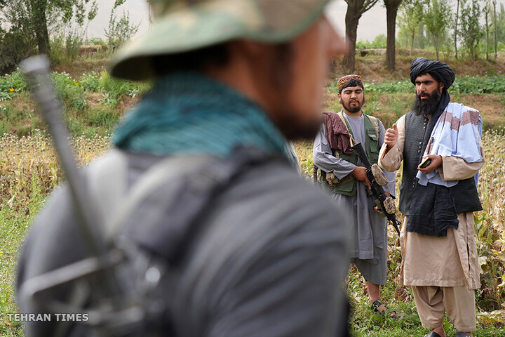 From opium fields to agricultural innovation: Afghanistan's journey towards a drug-free economy