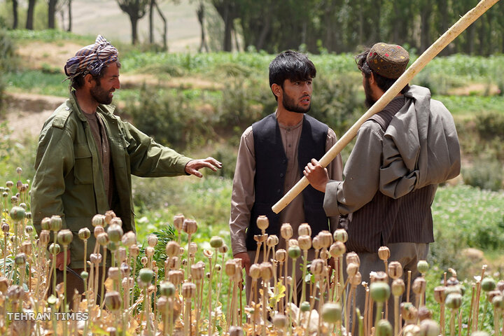 From opium fields to agricultural innovation: Afghanistan's journey towards a drug-free economy