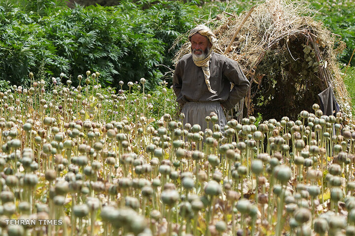 From opium fields to agricultural innovation: Afghanistan's journey towards a drug-free economy