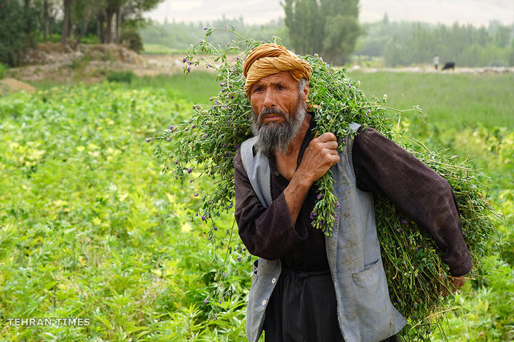 From opium fields to agricultural innovation: Afghanistan's journey towards a drug-free economy