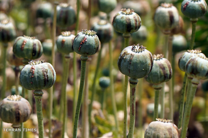 From opium fields to agricultural innovation: Afghanistan's journey towards a drug-free economy