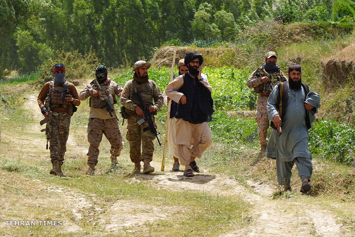 From opium fields to agricultural innovation: Afghanistan's journey towards a drug-free economy