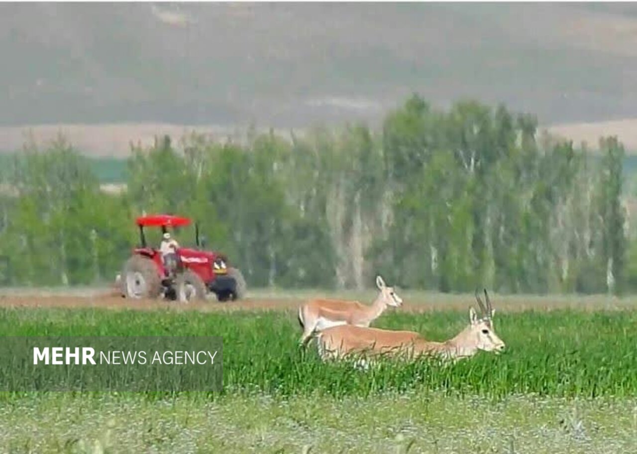 تفرجگاه های زنجان فرصت بی بدیل برای گردشگری