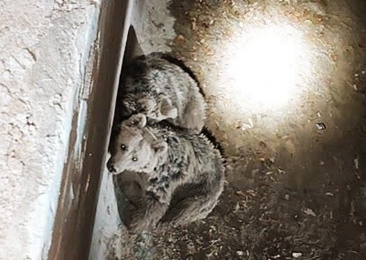 ۳ قلاده خرس گرفتار در استخر کشاورزی دنا نجات یافتند