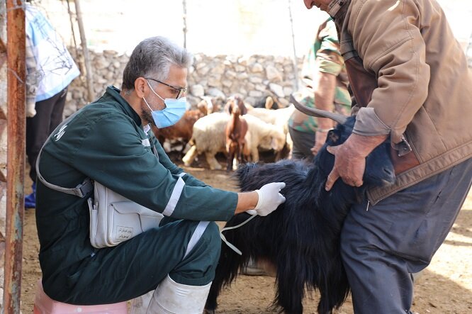 اردوی جهادی دامپزشکی در دشتستان برگزار شد اردوی جهادی دامپزشکی در دشتستان برگزار شد