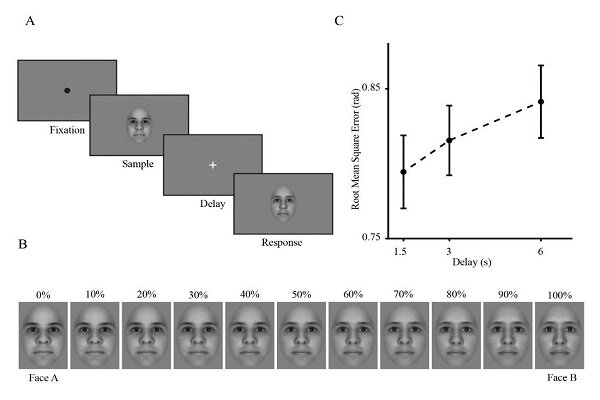 تأثیر پیری بر دقت حافظه کوتاهمدت تصویری