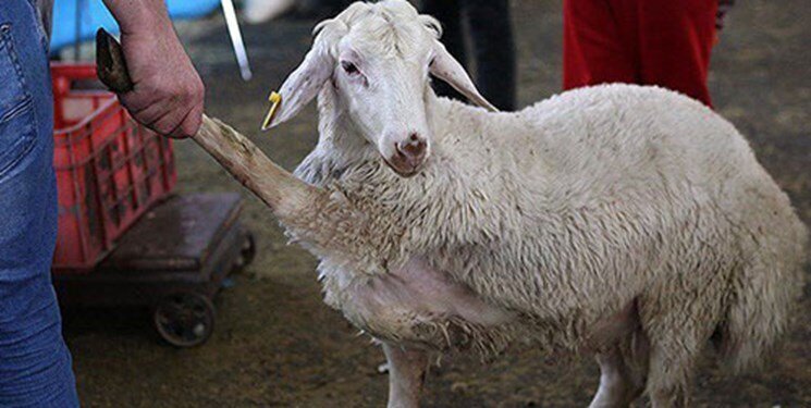 احداث کشتارگاه راهکاری برای کاهش ذبح در قصابی ها