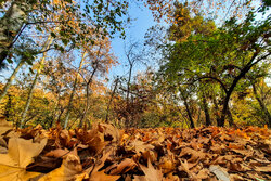 Beautiful sceneries of late autumn in Tehran