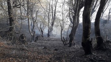 باران به داد جنگل رسید/ آتش سوزی سطحی ۹هکتار از جنگل غرب مازندران