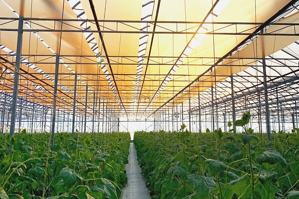 همدان رتبه اول سطح گلخانه‌های استان را دارد