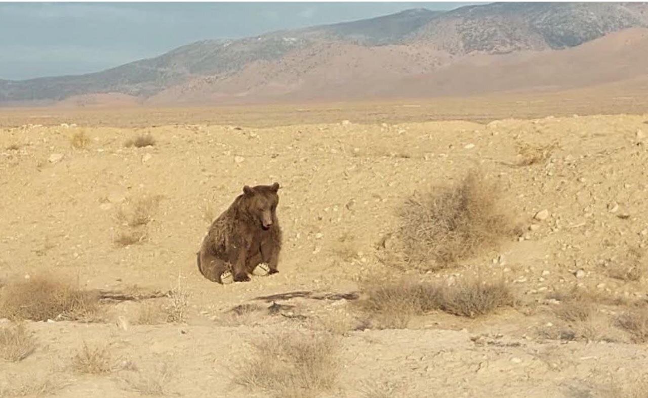 اتلاف خرس نر قهوه‌ای شاهرود/ آسیب نخاعی علت مرگ اعلام شد