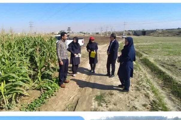 ردیابی آفت قرنطینه‌ای کرم برگ‌خوار پاییزه در شهرستان دشتستان