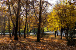 Autumn beauties in Tehran