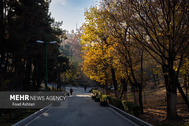 برگ‌های زرد و طبیعت پاییزی جلوه‌ای زیبا و خاص به چهره پارک ملت تهران بخشیده است.