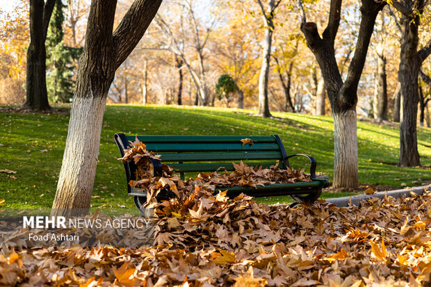 برگ‌های زرد و طبیعت پاییزی جلوه‌ای زیبا و خاص به چهره پارک ملت تهران بخشیده است.