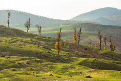 Beauties of Qaleh Qafeh forests in NE Iran