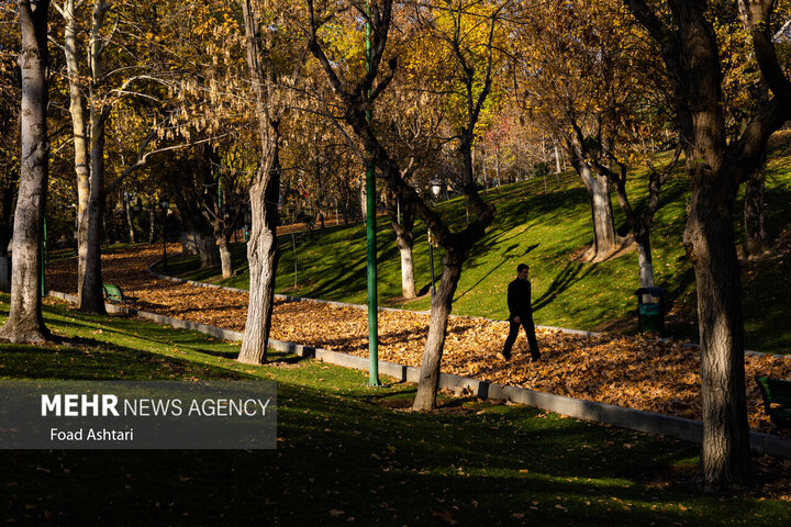 برگ‌های زرد و طبیعت پاییزی جلوه‌ای زیبا و خاص به چهره پارک ملت تهران بخشیده است