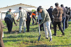 پویش کاشت ۱۱۲ هزار اصله نهال در بندر ترکمن آغاز شد