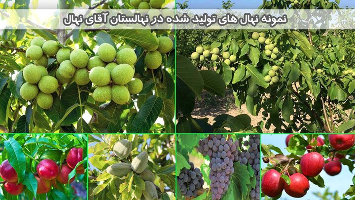 با خرید ۱۰۰ عدد نهال ۲۰ نهال و پک کود از آقای نهال هدیه بگیرید