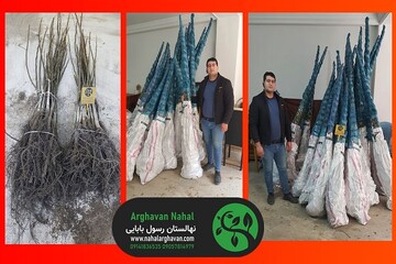 عوامل موفقیت باغداران در سودآوری و نتیجه مطلوب از باغ گردو